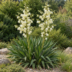 Adam's needle yucca (Yucca filamentosa) in bloom, whole plant