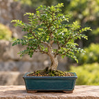 Japanese Pepper / Sansho (Zanthoxylum piperitum) — AI-generated mature bonsai illustration