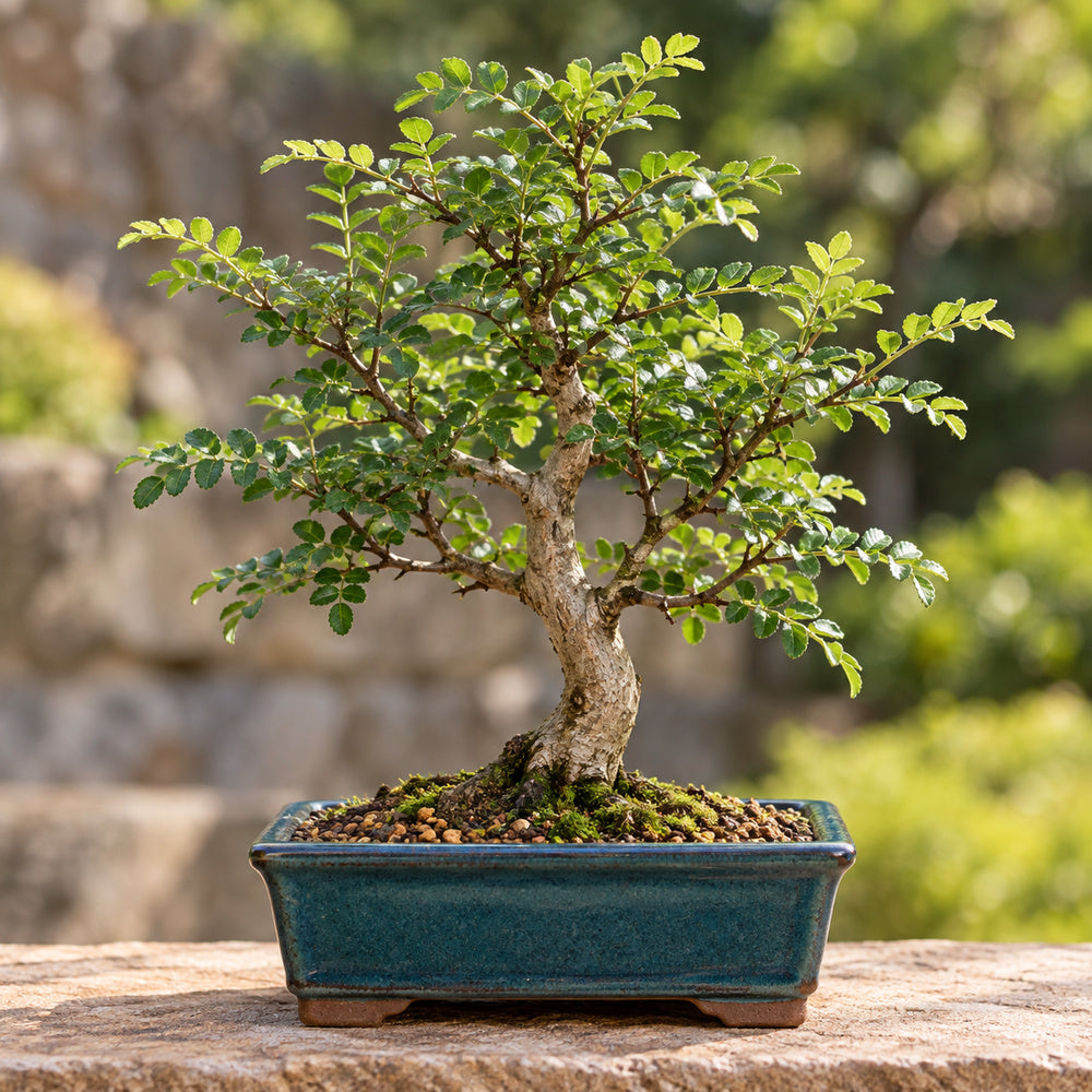 Japanese Pepper / Sansho (Zanthoxylum piperitum) — AI-generated mature bonsai illustration