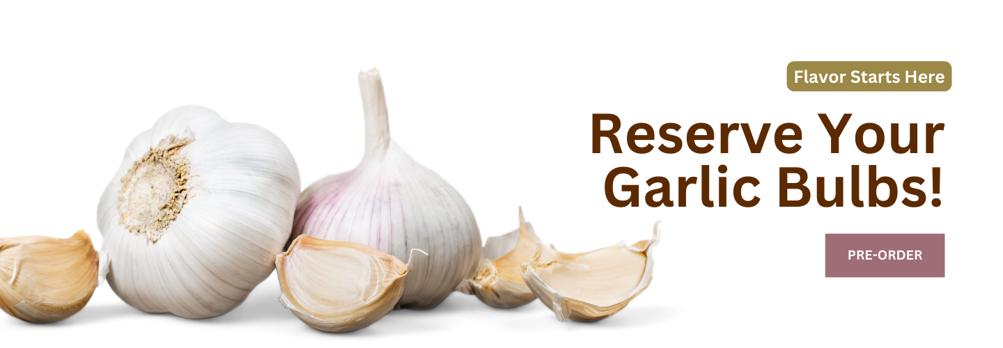 Garlic Seed