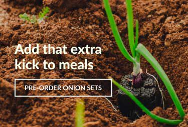 Onion sets