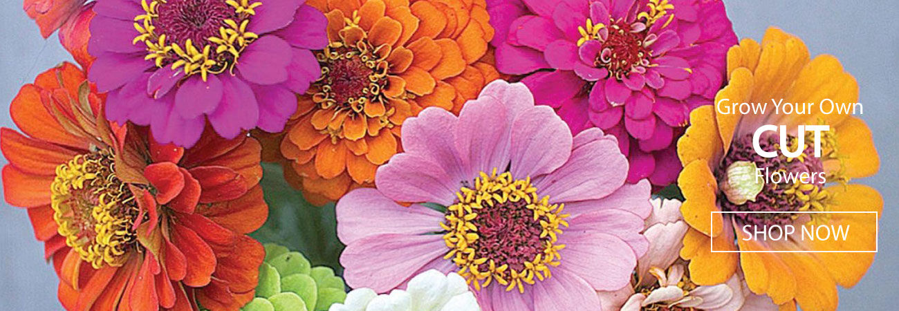 Cut Flowers
