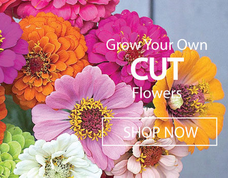 Cut Flowers