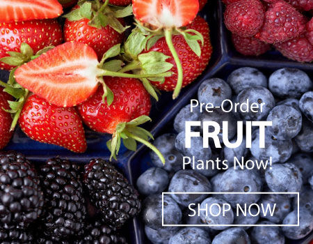 Urban Farmer has a wide variety of fruit plants.