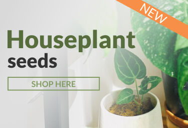 Shop Houseplants Seeds