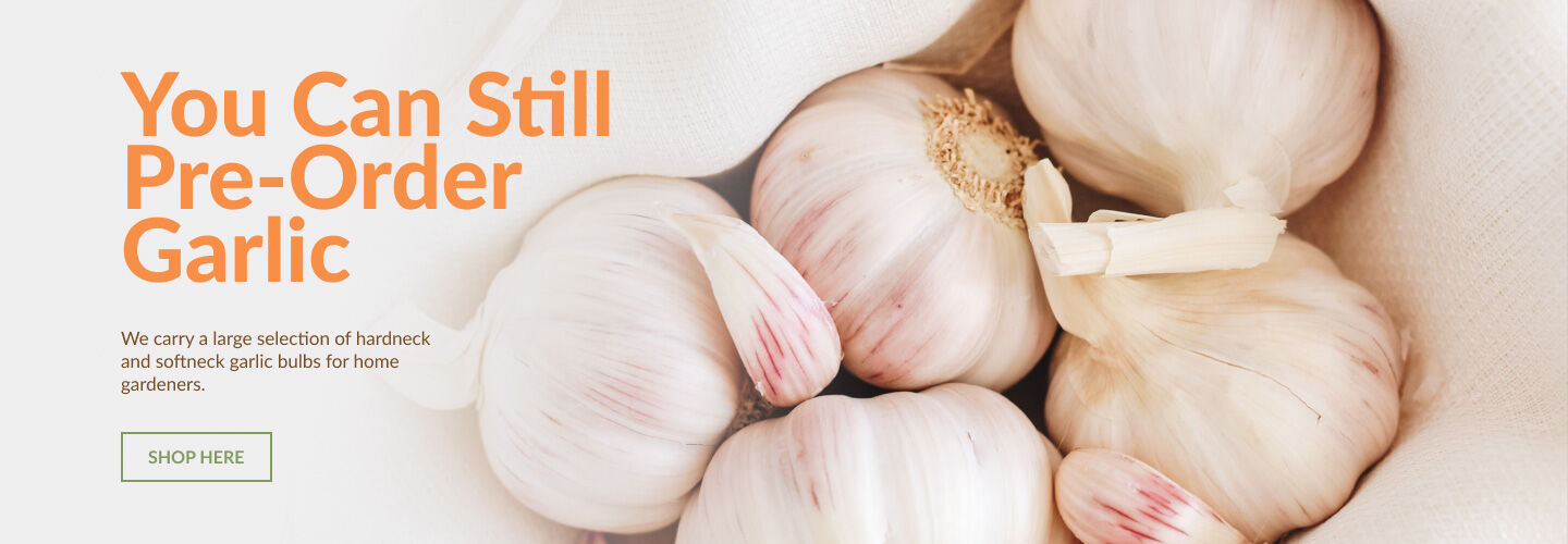 Garlic