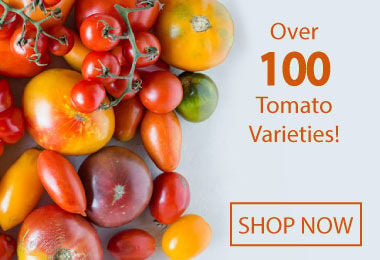 Tomato Seeds