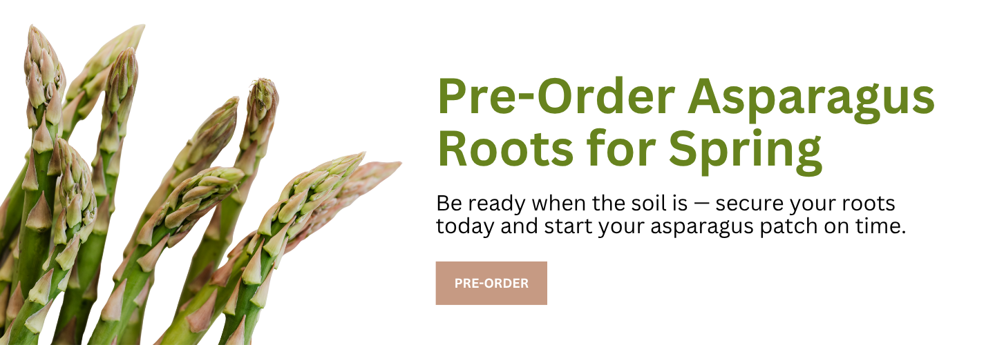 Asparagus Roots