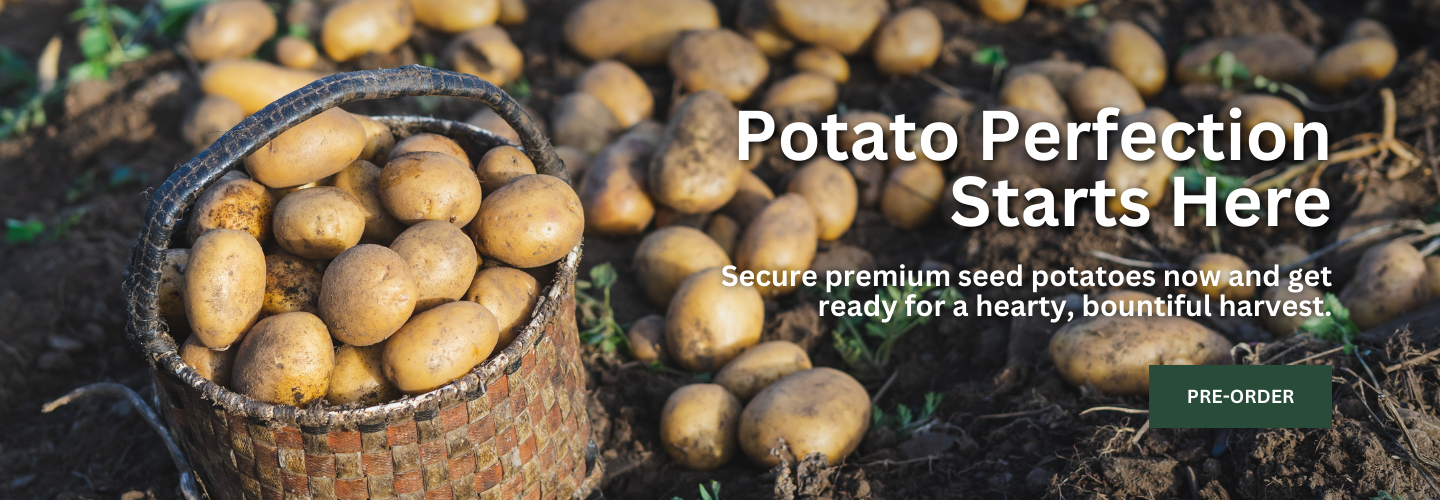 Seed Potatoes
