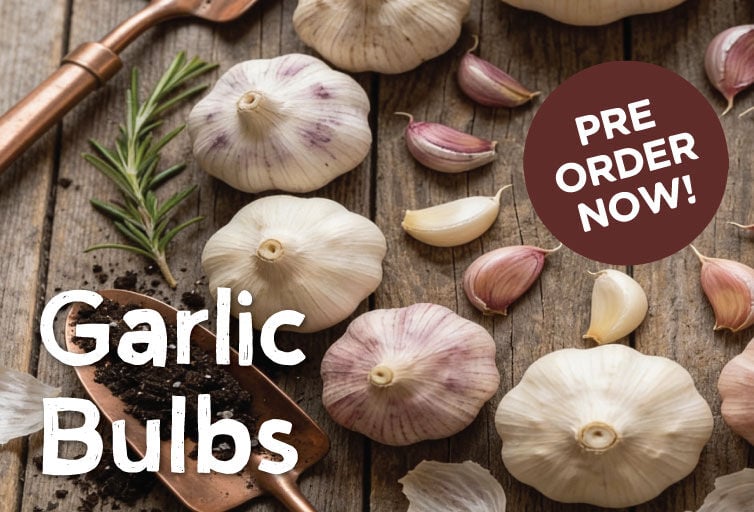 Garlic Bulbs