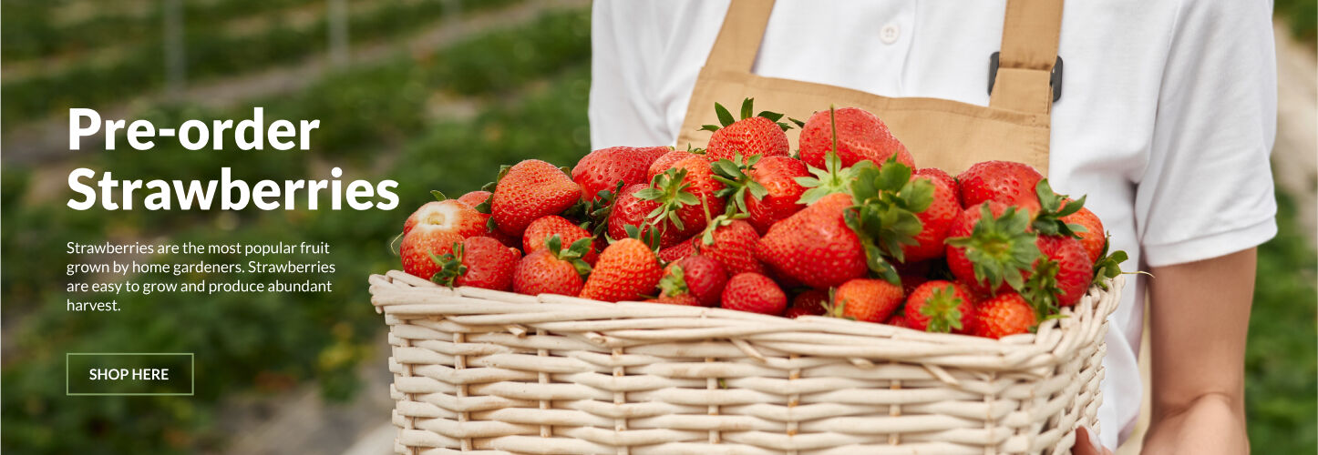 Pre Order Strawberries