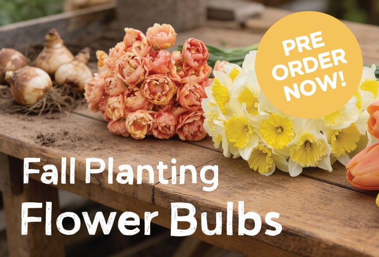 Fall Planting Flower Bulbs