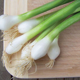 Tokyo Long Bunching, Onion Seeds