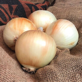 Merlin, (F1) Onion Seeds