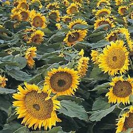 Sunspot, Sunflower Seeds