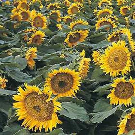 Sunspot, Sunflower Seeds - Packet image number null