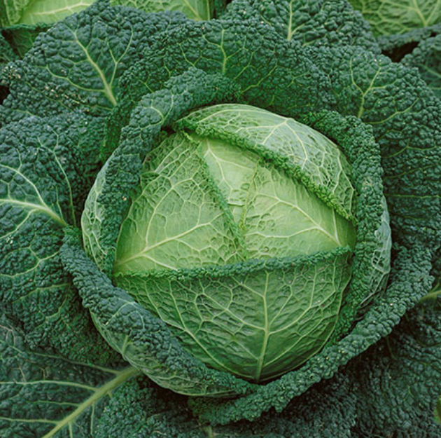 Mix/Match Free Ship Tendersweet early green cabbage Seed Buy 4 get 1 FREE ! 