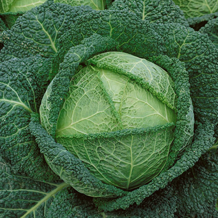 Savoy Perfection, Cabbage Seeds - Packet image number null