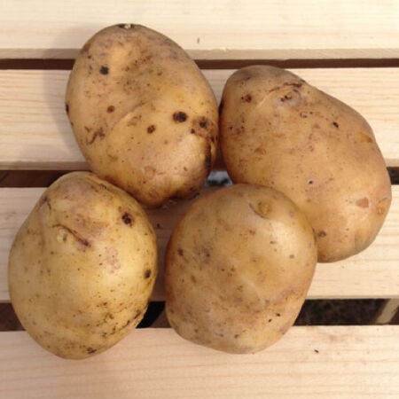 Kennebec, Seed Potatoes - 2 Pounds image number null