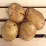 Kennebec, Seed Potatoes - 2 Pounds thumbnail number null