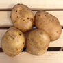 Kennebec, Seed Potatoes - 100 Pounds thumbnail number null