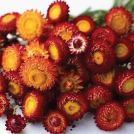 Monster Copper Red, Strawflower Seeds