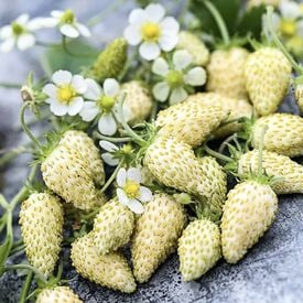 June Bearing Strawberries Seeds | Urban Farmer