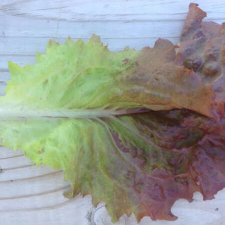 Ruby Red, Lettuce Seeds - Packet image number null