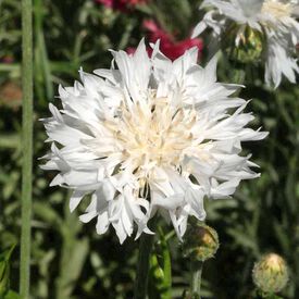Tall White, Centaurea Seeds