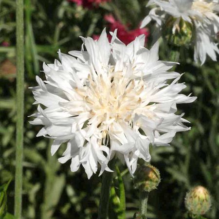 Tall White, Cornflower Seeds - Packet image number null