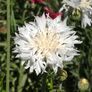 Tall White, Cornflower Seeds - Packet thumbnail number null