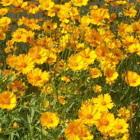 Lance Leaf, Coreopsis Seeds - 5 Pounds image number null