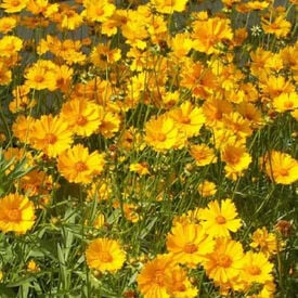 Lance Leaved, Coreopsis Seeds