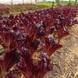 Midnight Ruffles, Lettuce Seeds