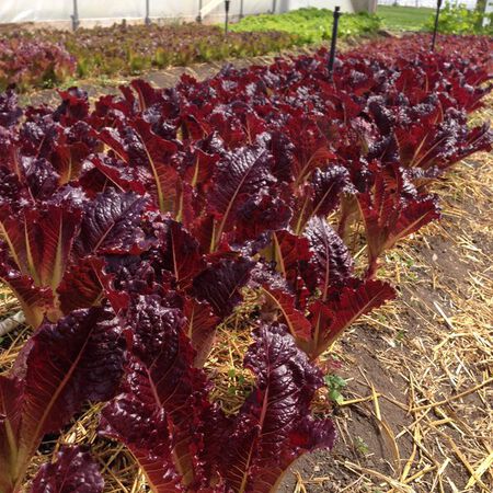 Midnight Ruffles, Lettuce Seeds image number null