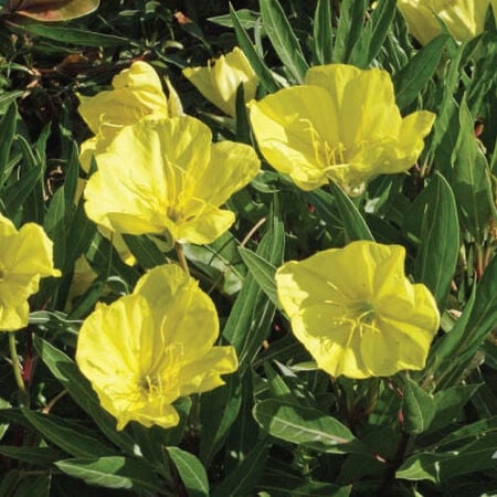 Evening, Primrose Seeds - Packet image number null