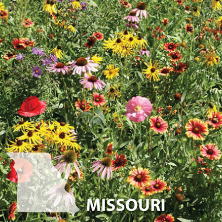 Missouri Blend, Wildflower Seed - 1 Ounce image number null