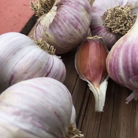 Chamisal Wild, Garlic Bulbs image number null