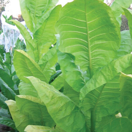 Burley 64, Tobacco Seed - 1/4 Gram image number null
