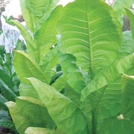 Burley 64, Tobacco Seed