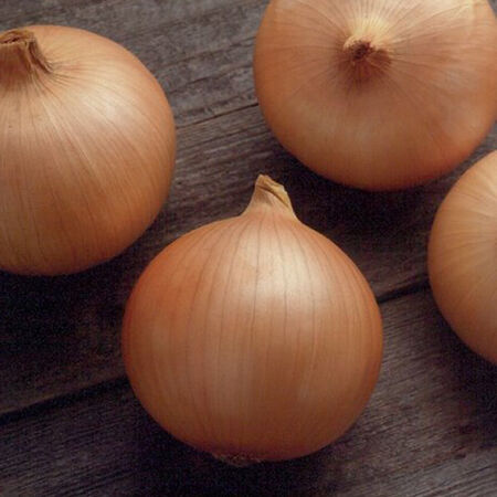 Candy, Onion Seeds - Packet image number null