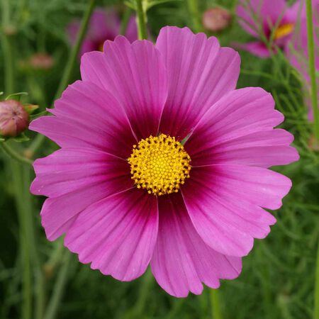 Radiance, Cosmo Seeds | Urban Farmer