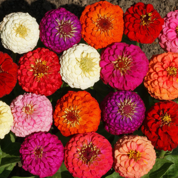 Image of Zinnias and safflower