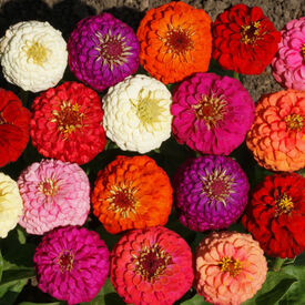 Lilliput Mix, Zinnia Seeds