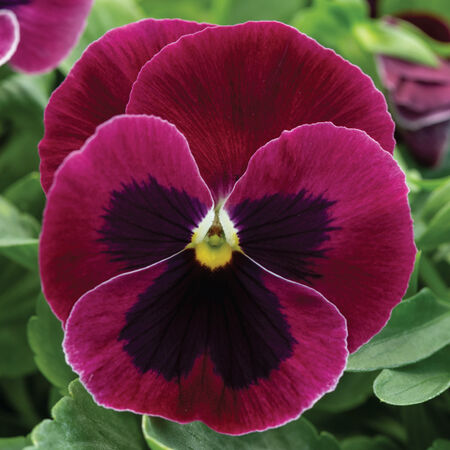 Rose with Blotch Spring Grandio, (F1) Pansy Seeds - Packet image number null