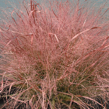 Purple Love Grass, Eragrostis - 5,000 Seeds image number null