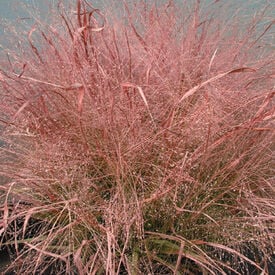 Purple Love Grass, Eragrostis