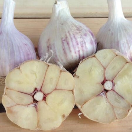 Spanish Roja, Garlic image number null