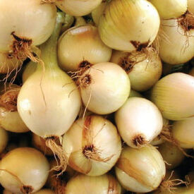 Walla Walla Sweet, Onion Seeds