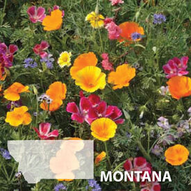 Montana Blend, Wildflower Seed